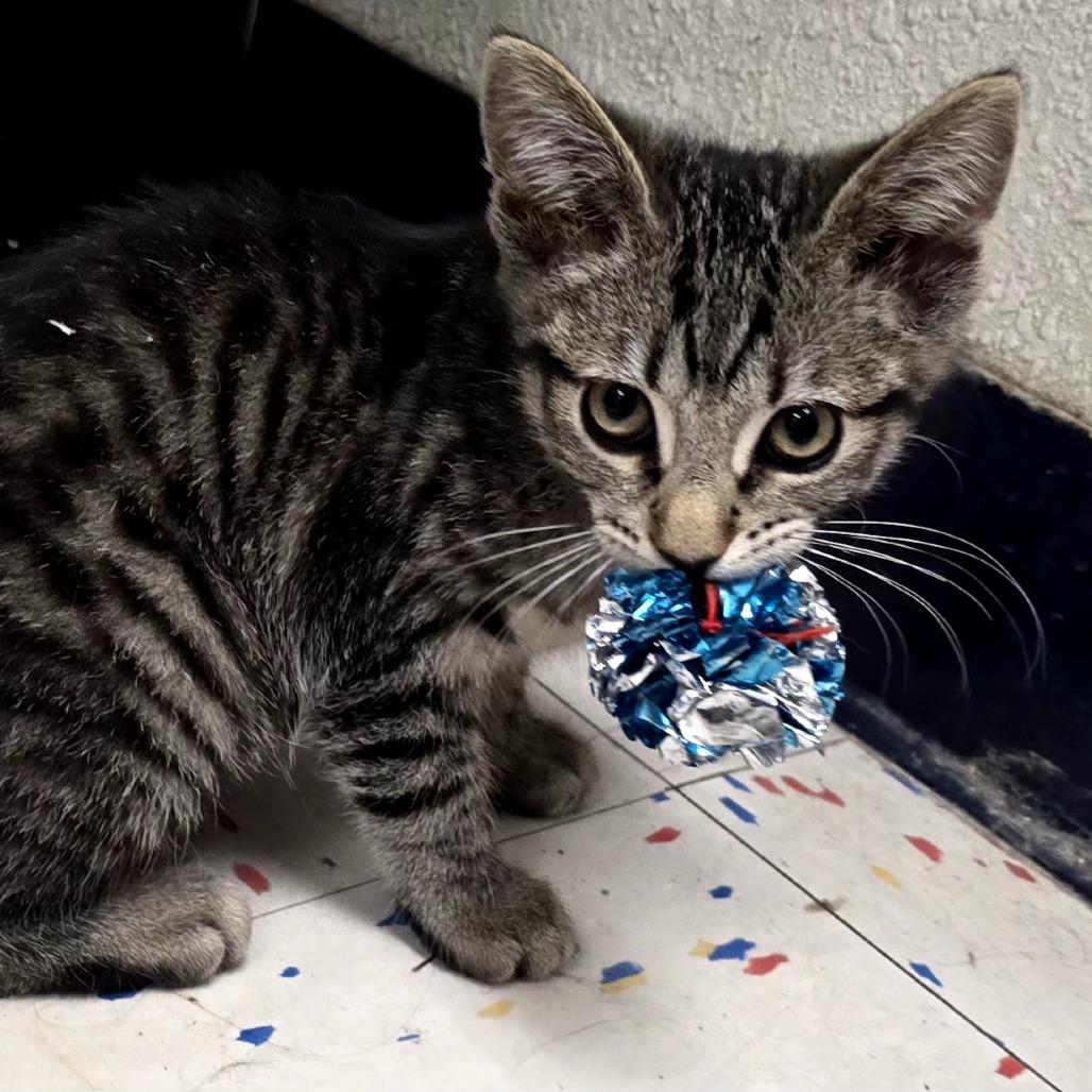 Harriet, a Adoptable Domestic Short Hair in Pacific Grove, CA image 2/6