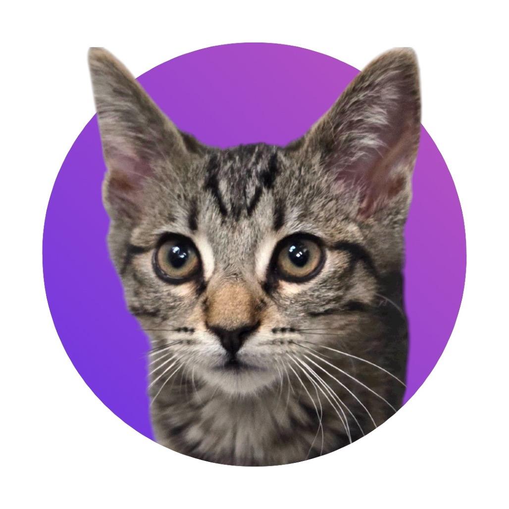 Harriet, a Adoptable Domestic Short Hair in Pacific Grove, CA image 3/6
