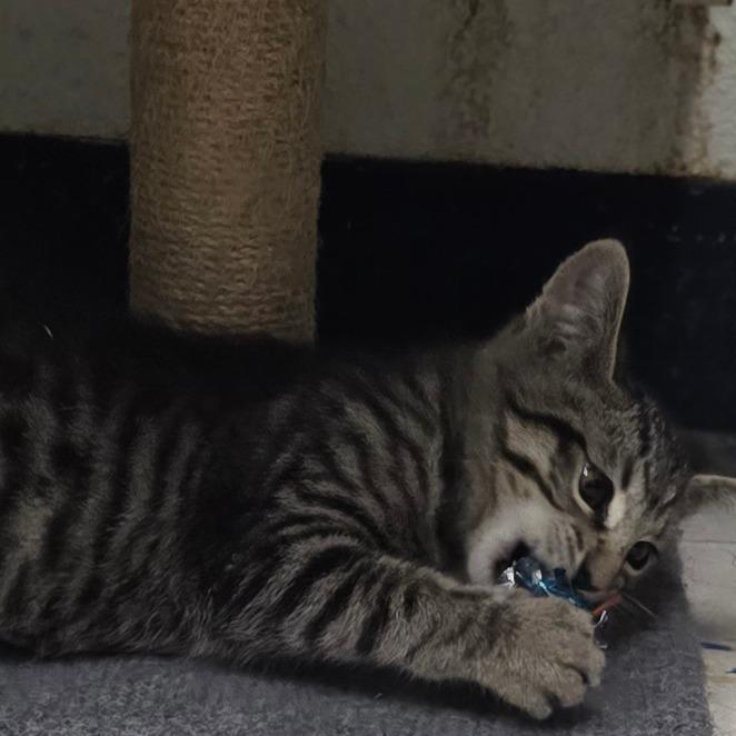 Harriet, a Adoptable Domestic Short Hair in Pacific Grove, CA image 4/6
