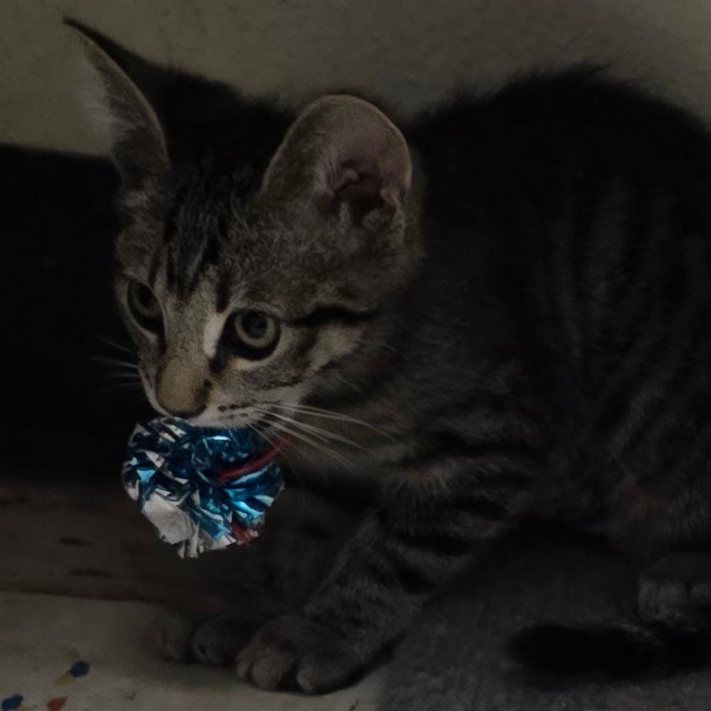 Harriet, a Adoptable Domestic Short Hair in Pacific Grove, CA image 5/6