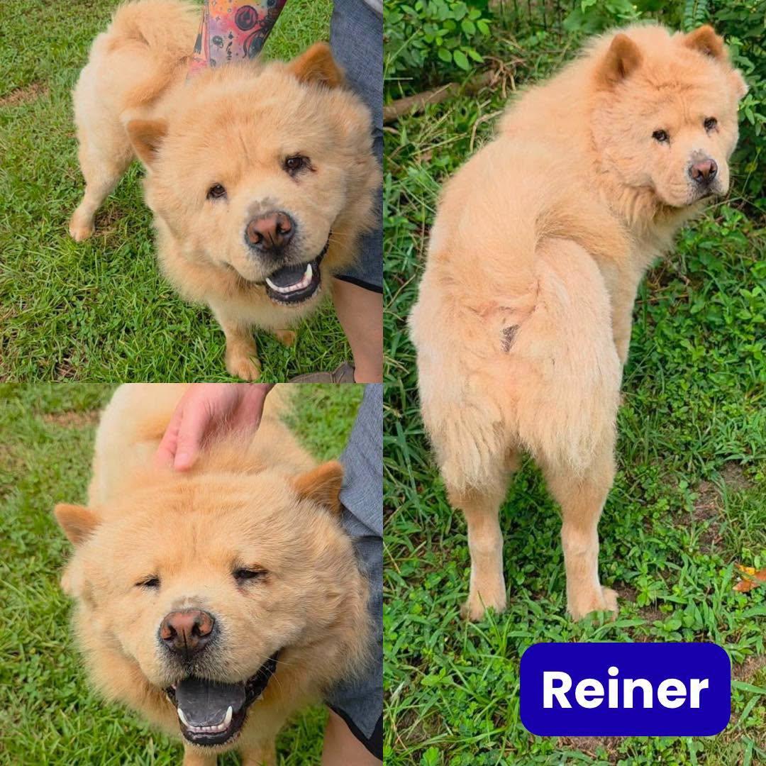 Enlarge Reiner (Ray-nuh), a Adoptable Chow Chow in Houston, TX image 1/2