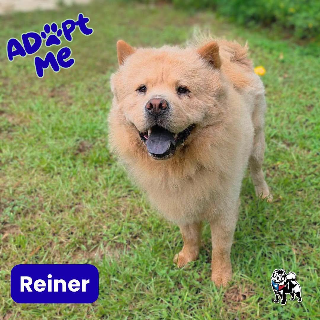 Enlarge Reiner (Ray-nuh), a Adoptable Chow Chow in Houston, TX image 2/2