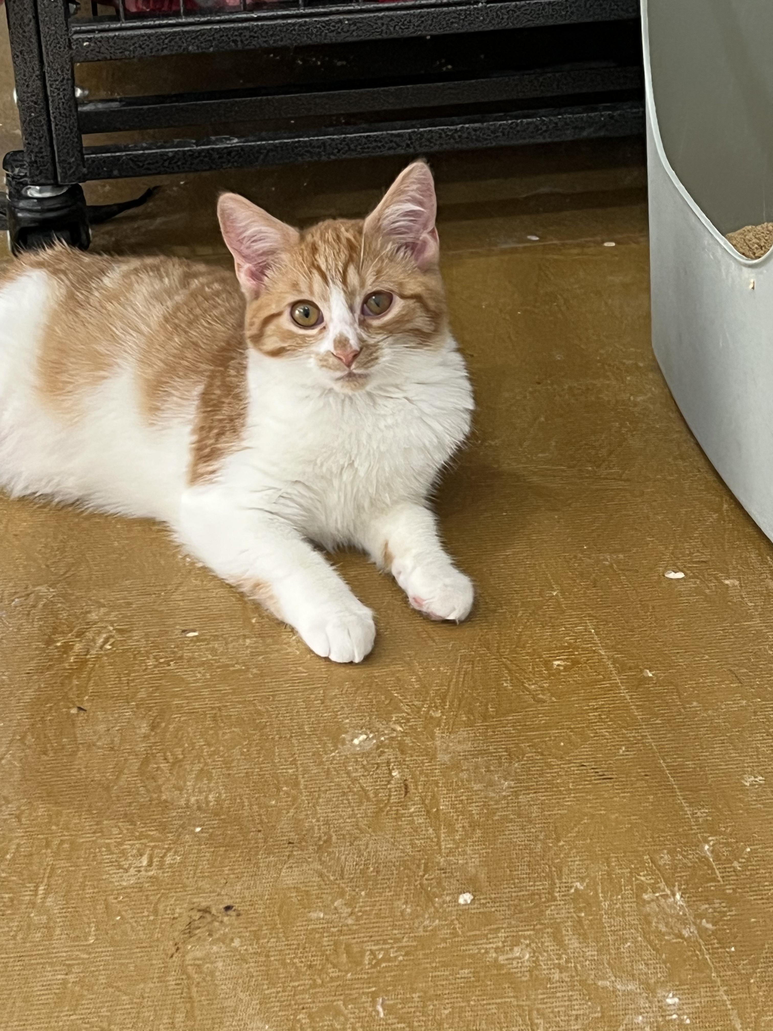 Prince Harry , Adoptable, Young Male Domestic Short Hair.