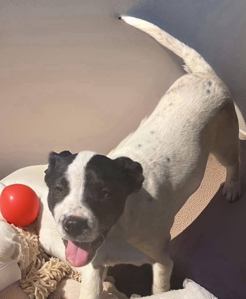 Leeanna, ADOPTABLE, Puppy Female Labrador Retriever & Australian Cattle Dog / Blue Heeler.