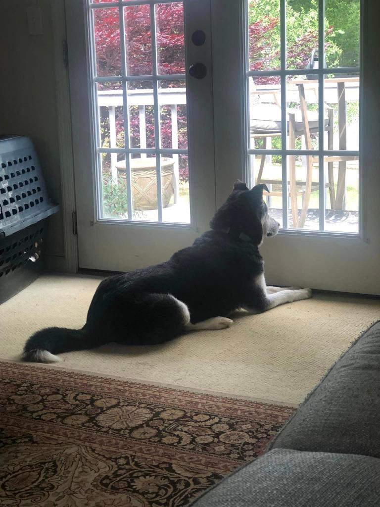 Harley  A048458, Adoptable, Senior Female Siberian Husky.