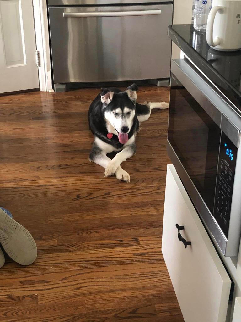 Harley A048458, a Adoptable Siberian Husky in Sharpsburg, GA image 3/6