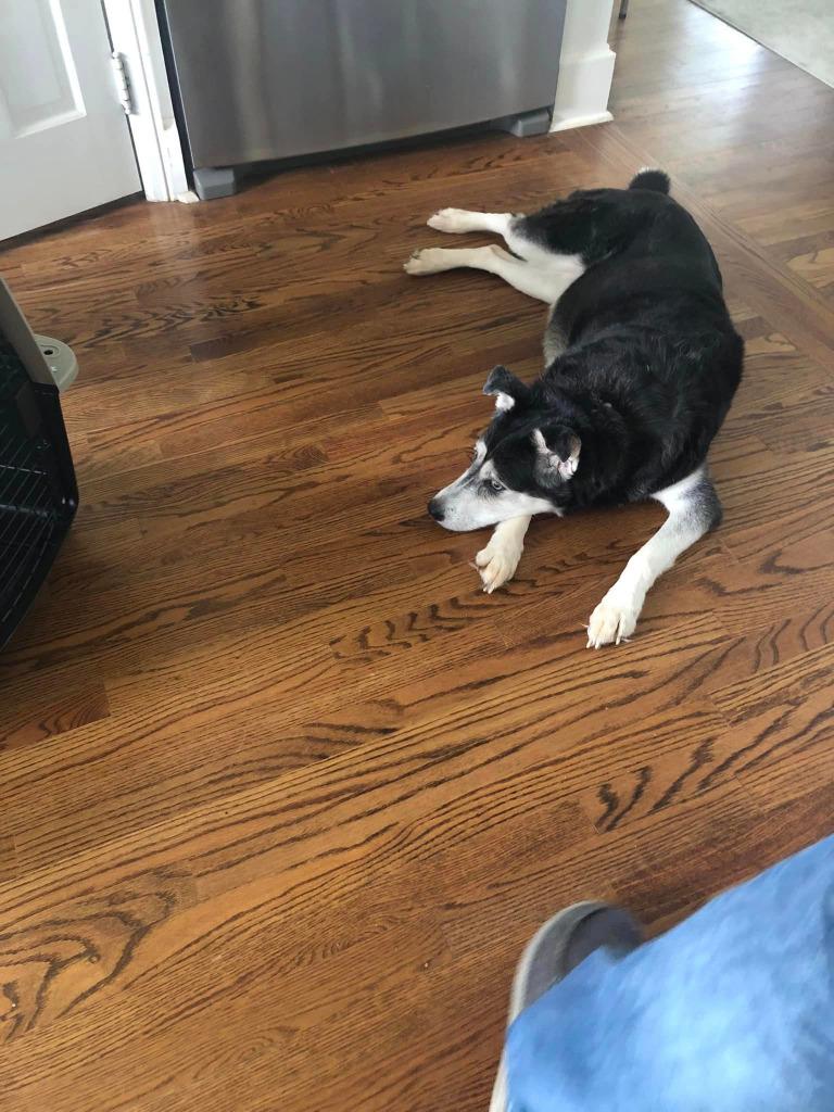 Harley A048458, a Adoptable Siberian Husky in Sharpsburg, GA image 4/6