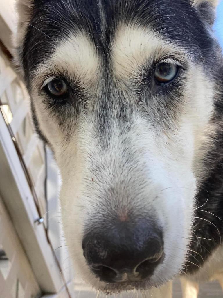 Harley A048458, a Adoptable Siberian Husky in Sharpsburg, GA image 5/6