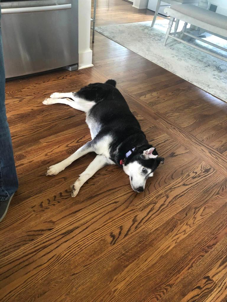 Harley A048458, a Adoptable Siberian Husky in Sharpsburg, GA image 5/6