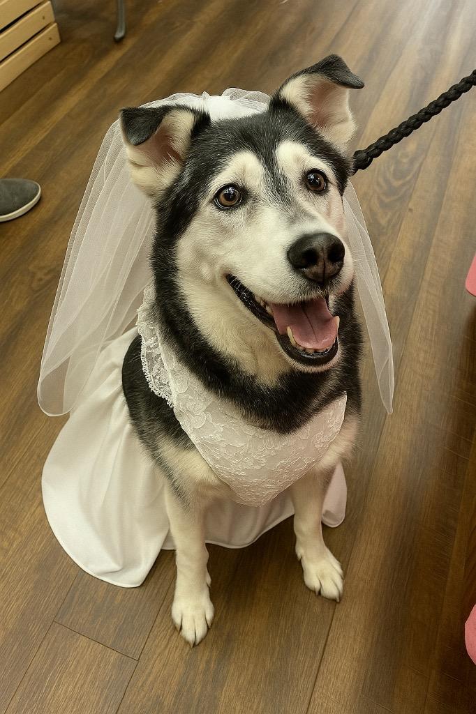 Harley A048458, a Adoptable Siberian Husky in Sharpsburg, GA image 5/6