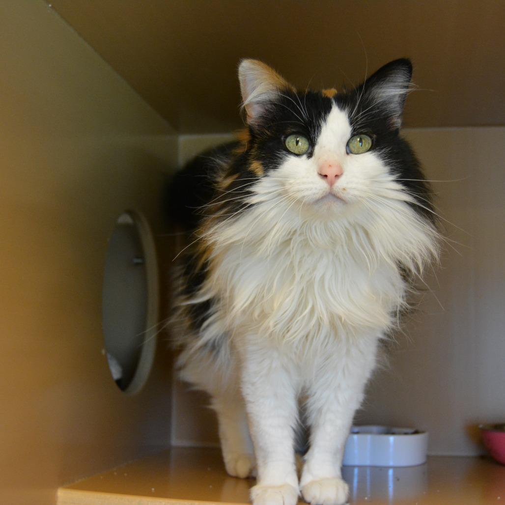 Tiki, Adoptable, Senior Female Domestic Long Hair.