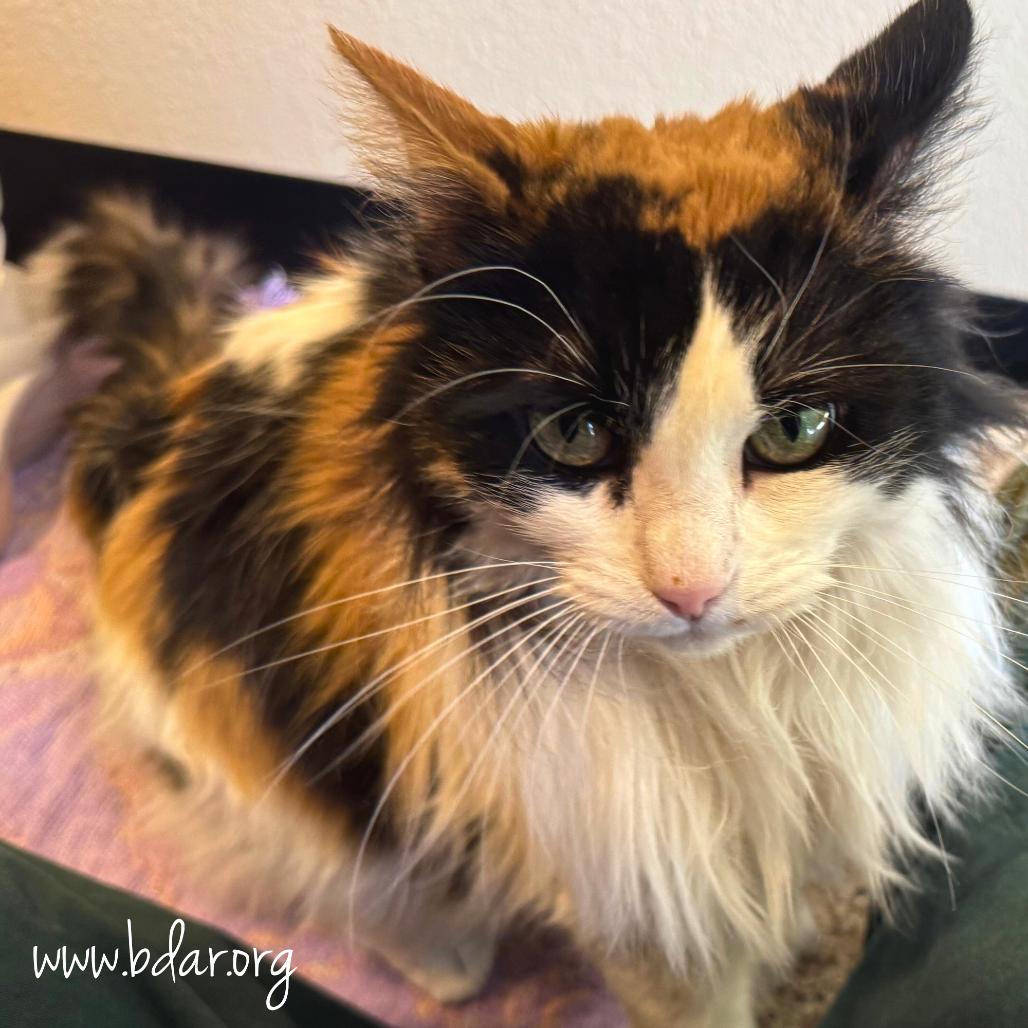 Enlarge Tiki, a Adoptable Domestic Long Hair in Cheyenne, WY image 1/3