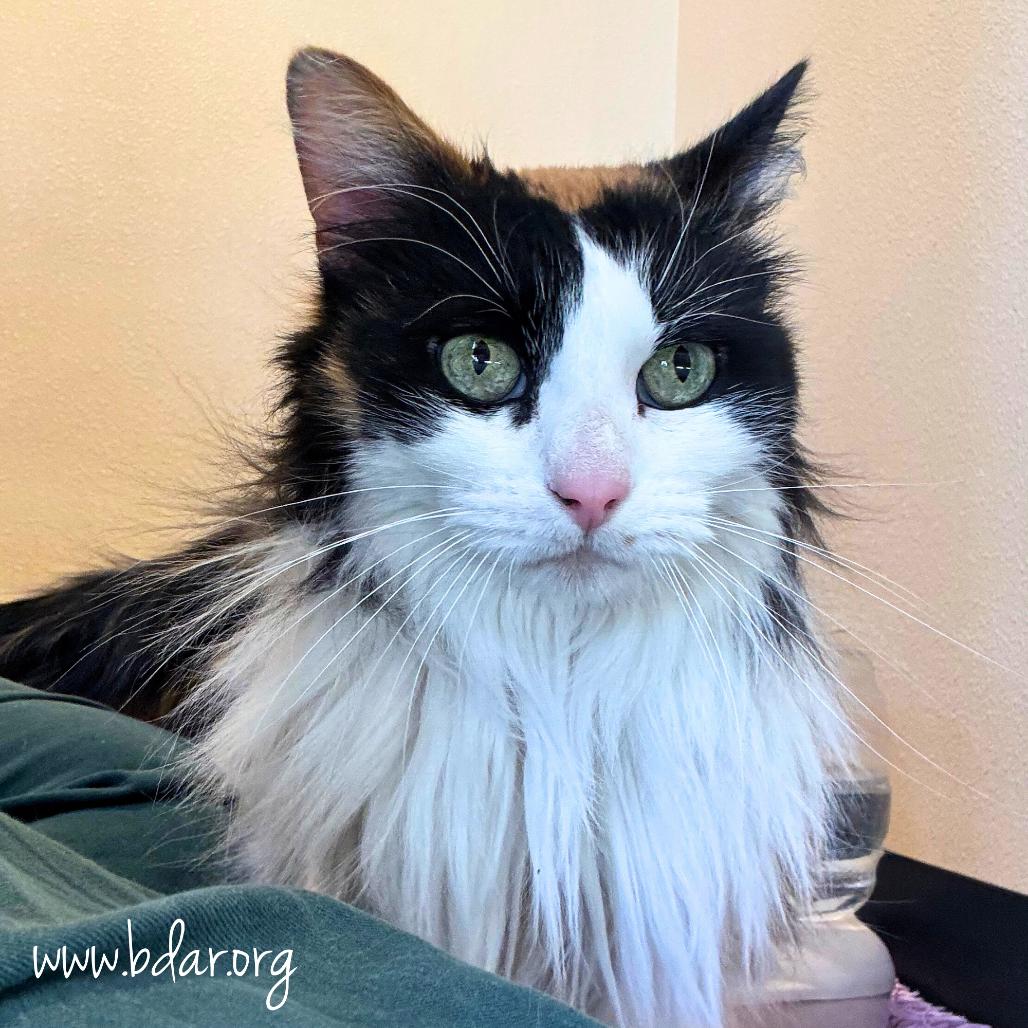 Enlarge Tiki, a Adoptable Domestic Long Hair in Cheyenne, WY image 2/3