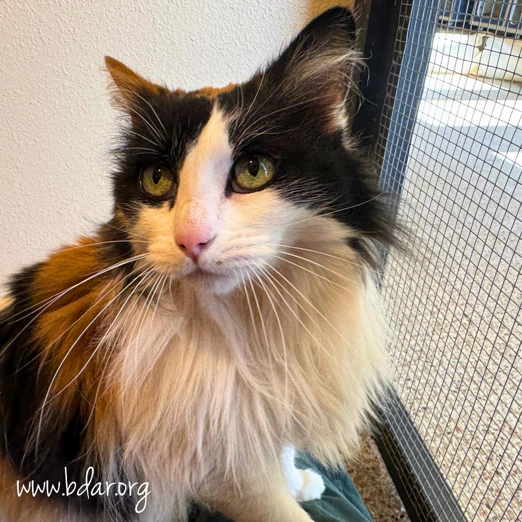 Enlarge Tiki, a Adoptable Domestic Long Hair in Cheyenne, WY image 3/3