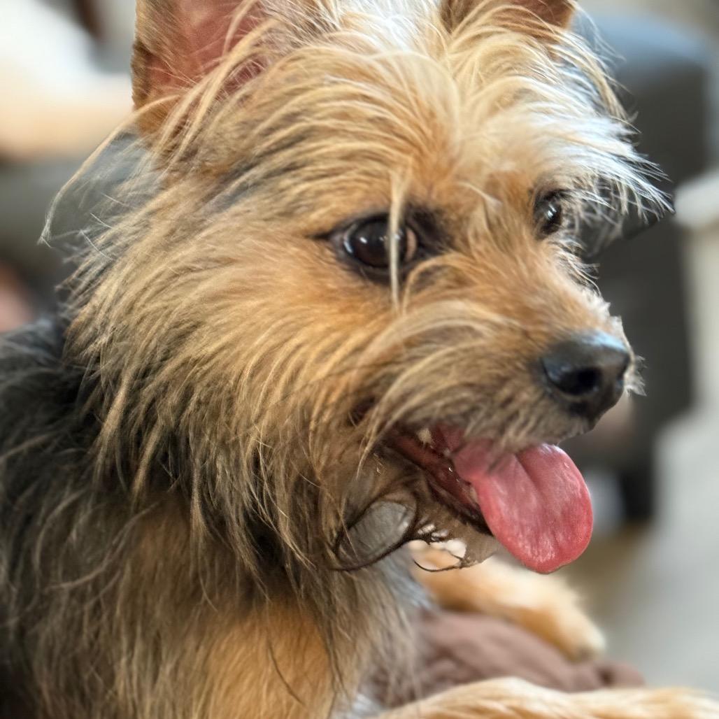 Quinn, a Adoptable mixed breed in Southside, TN image 1/6