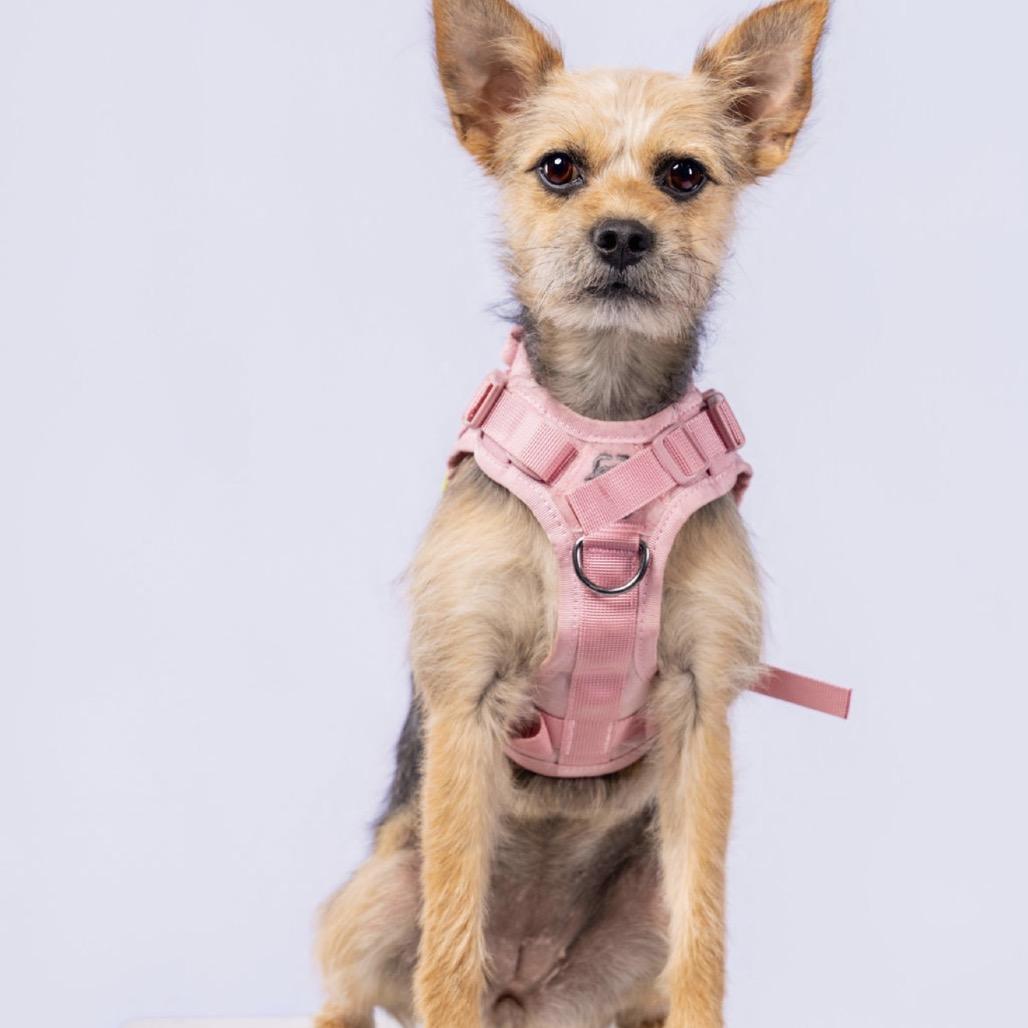 Quinn, a Adoptable mixed breed in Southside, TN image 2/6