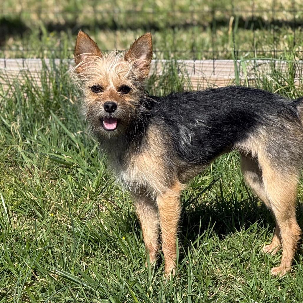 Quinn, a Adoptable mixed breed in Southside, TN image 5/6