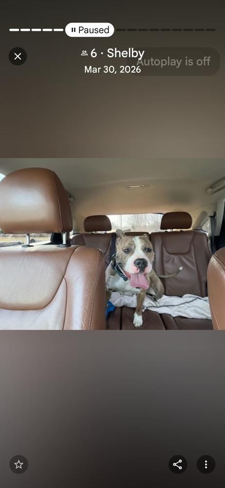 Enlarge Courtesy post- Shelby, a Adoptable mixed breed in Waterbury, CT image 1/6