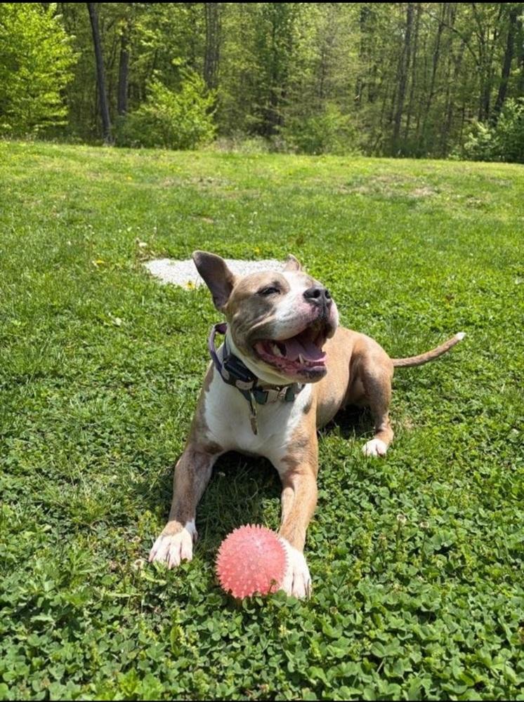Enlarge Courtesy post- Shelby, a Adoptable mixed breed in Waterbury, CT image 3/6