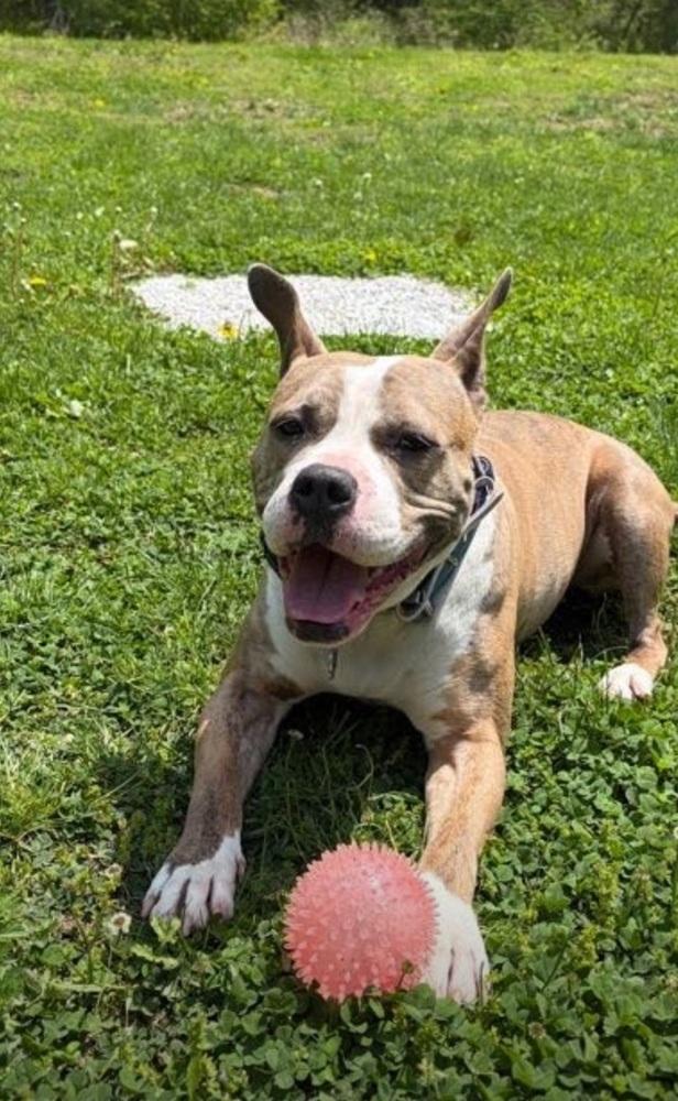 Enlarge Courtesy post- Shelby, a Adoptable mixed breed in Waterbury, CT image 4/6