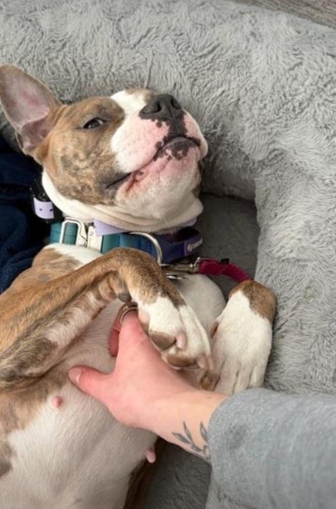 Enlarge Courtesy post- Shelby, a Adoptable mixed breed in Waterbury, CT image 6/6