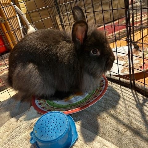Murdock, ADOPTABLE, Adult Male Lionhead.