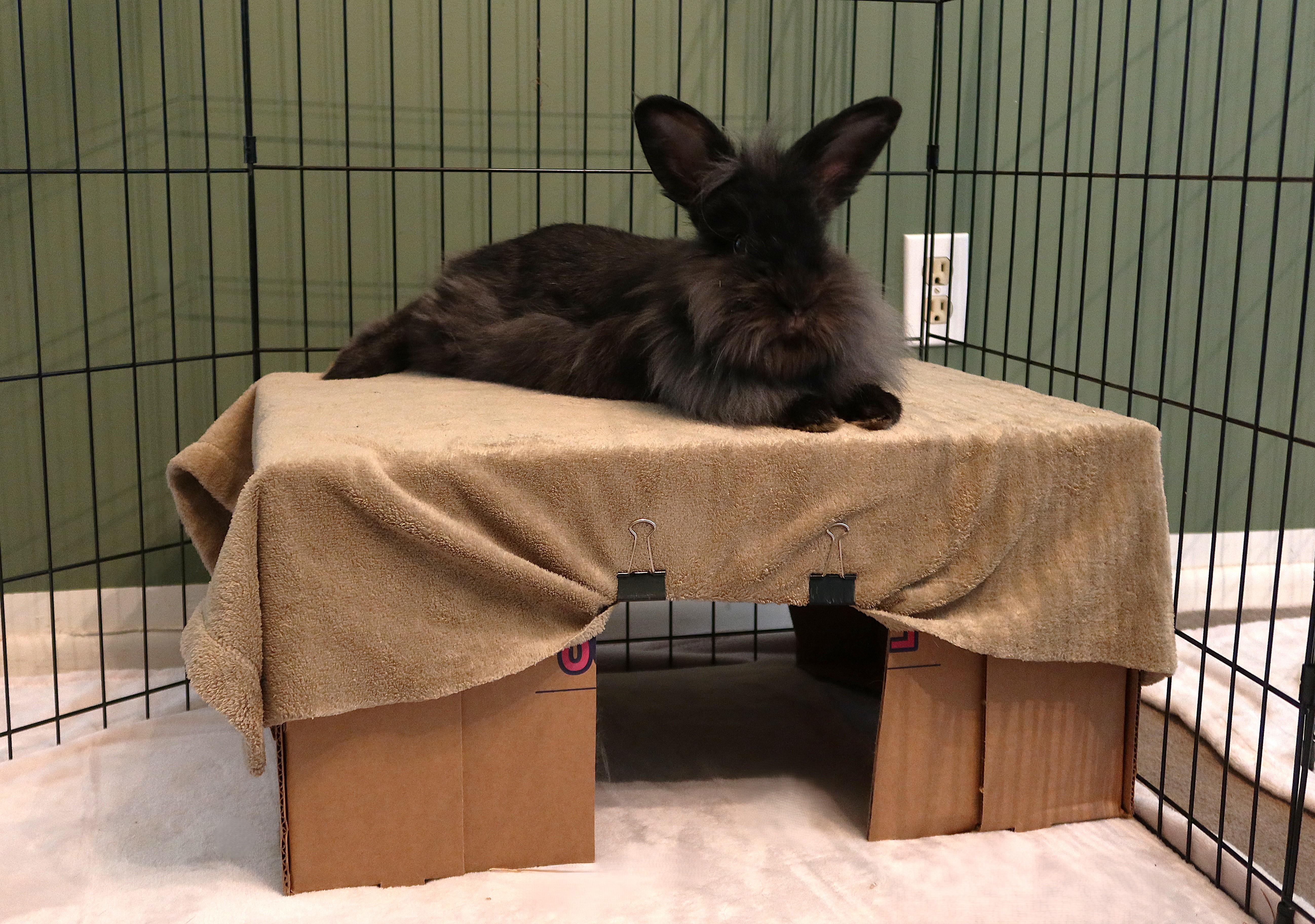 Enlarge Murdock, a ADOPTABLE Lionhead in Cleveland, OH image 3/5