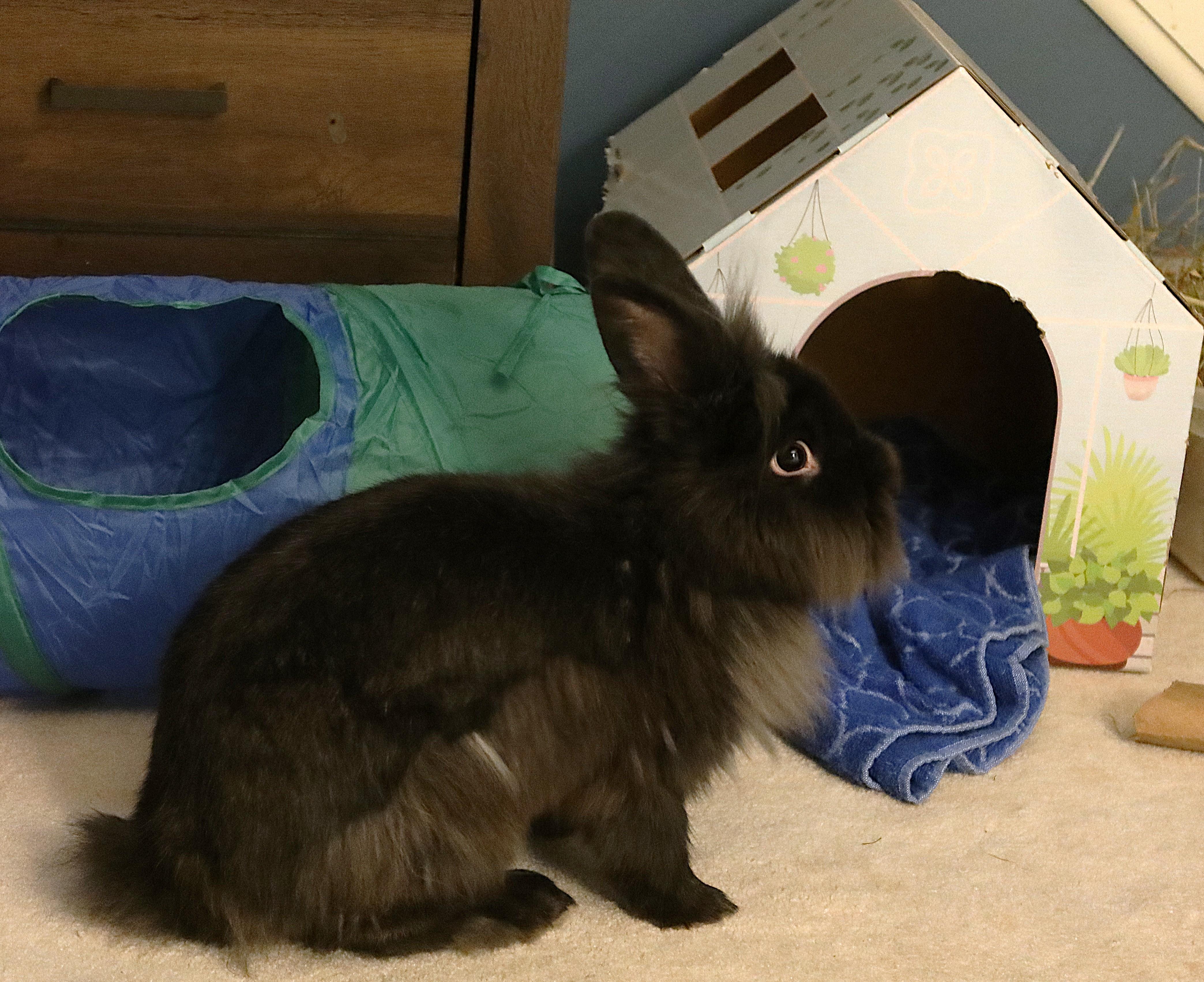 Enlarge Murdock, a ADOPTABLE Lionhead in Cleveland, OH image 4/5