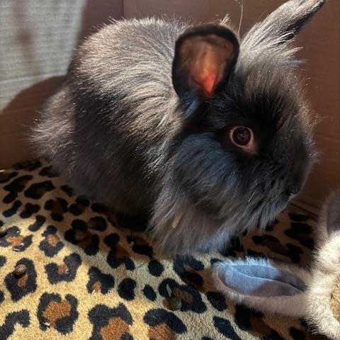 Enlarge Murdock, a ADOPTABLE Lionhead in Cleveland, OH image 2/2