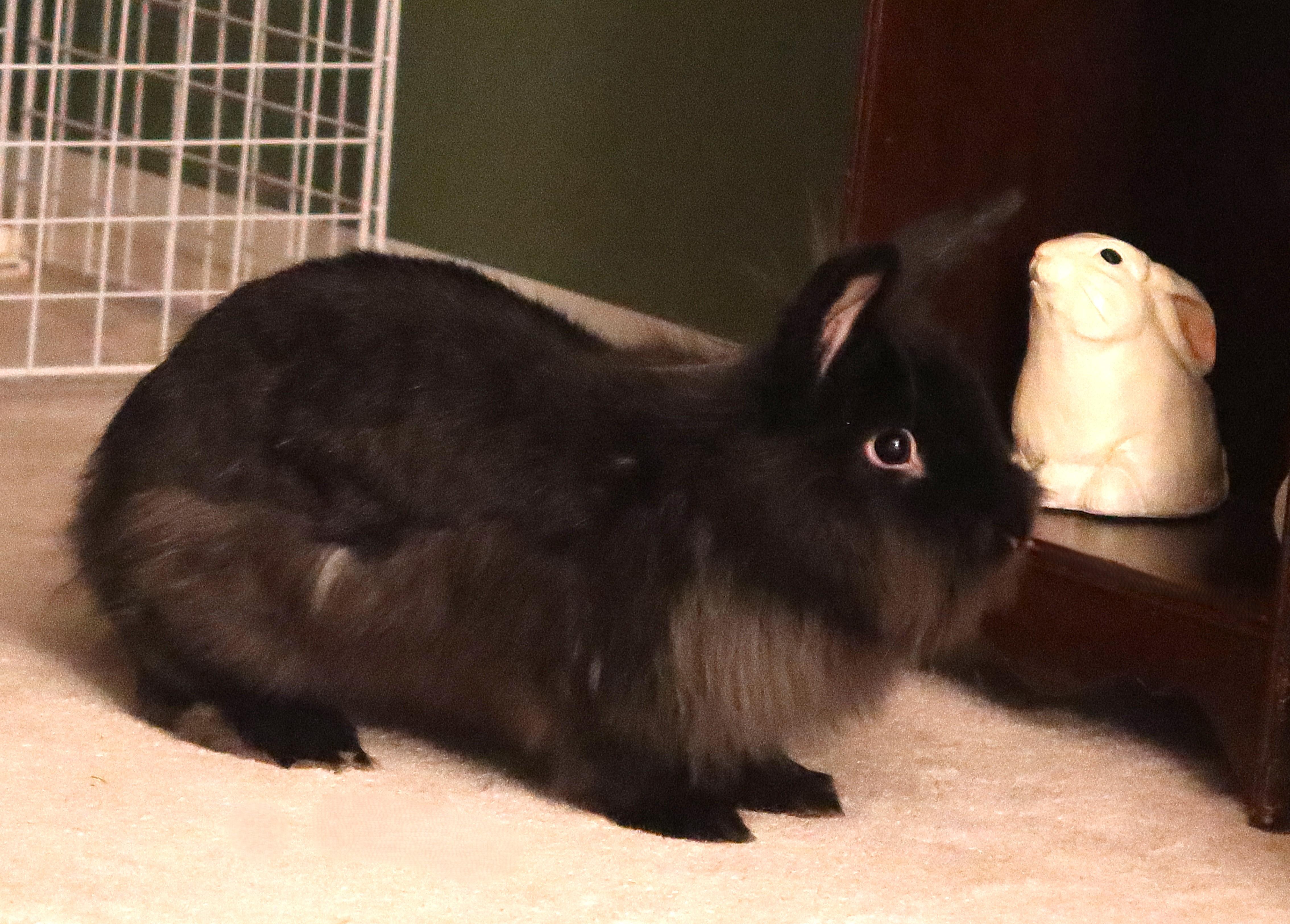 Enlarge Murdock, a ADOPTABLE Lionhead in Cleveland, OH image 5/5