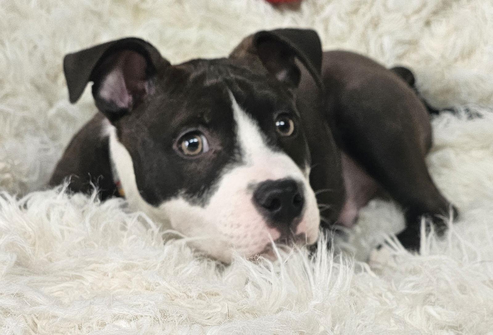 Enlarge Sprout, a Adoptable Pit Bull Terrier in Framingham, MA image 1/3