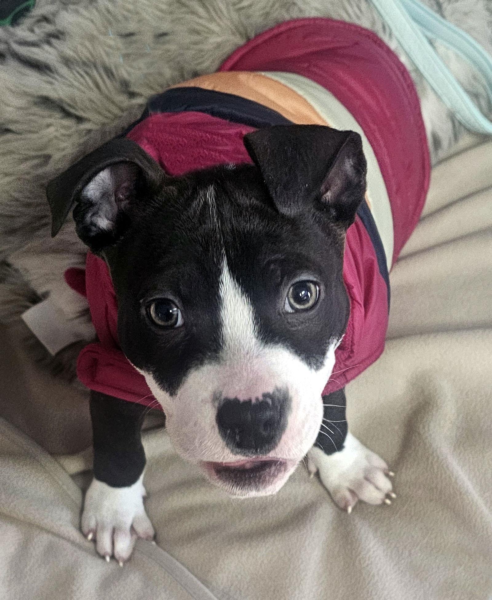 Sprout, Adoptable, Puppy Male Pit Bull Terrier.