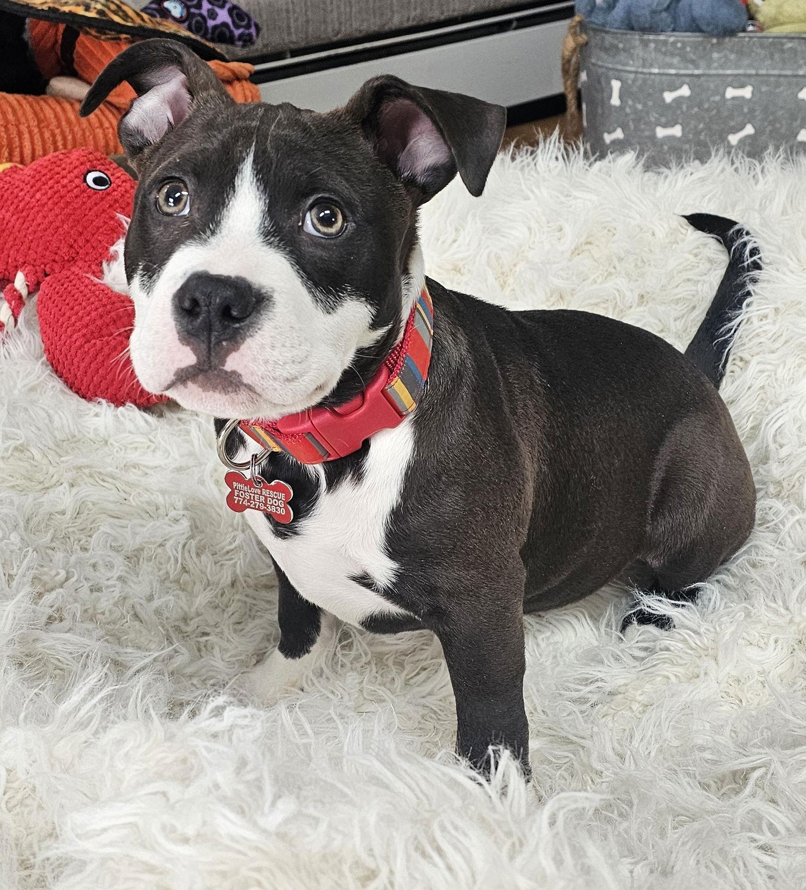 Enlarge Sprout, a Adoptable Pit Bull Terrier in Framingham, MA image 2/3
