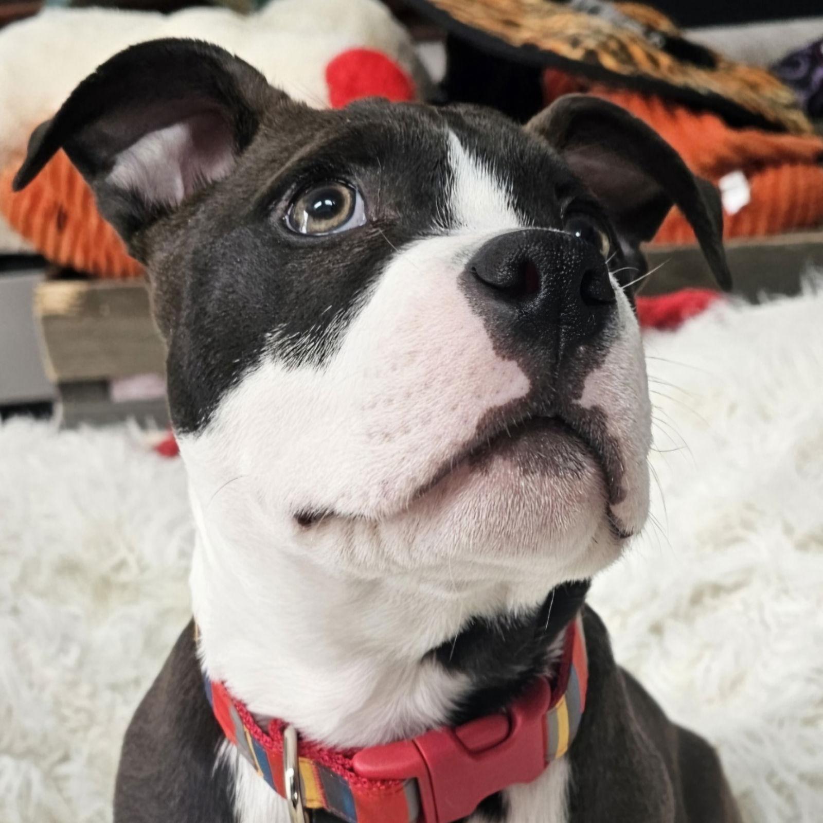 Enlarge Sprout, a Adoptable Pit Bull Terrier in Framingham, MA image 3/3