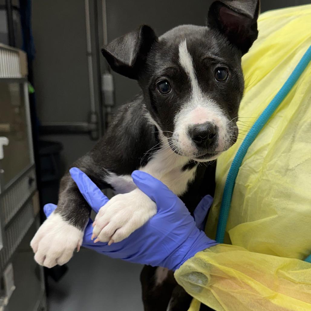 Muffin, Adoptable, Puppy Female Pit Bull Terrier.