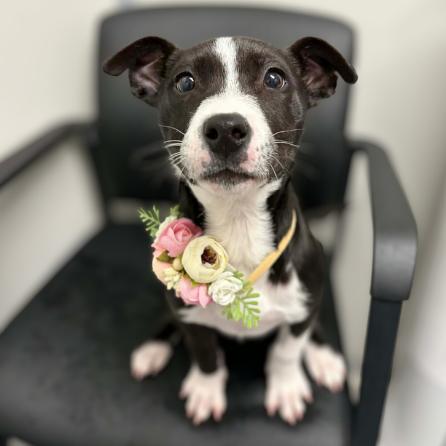 Enlarge Muffin, a Adoptable mixed breed in Concord, NC image 3/3