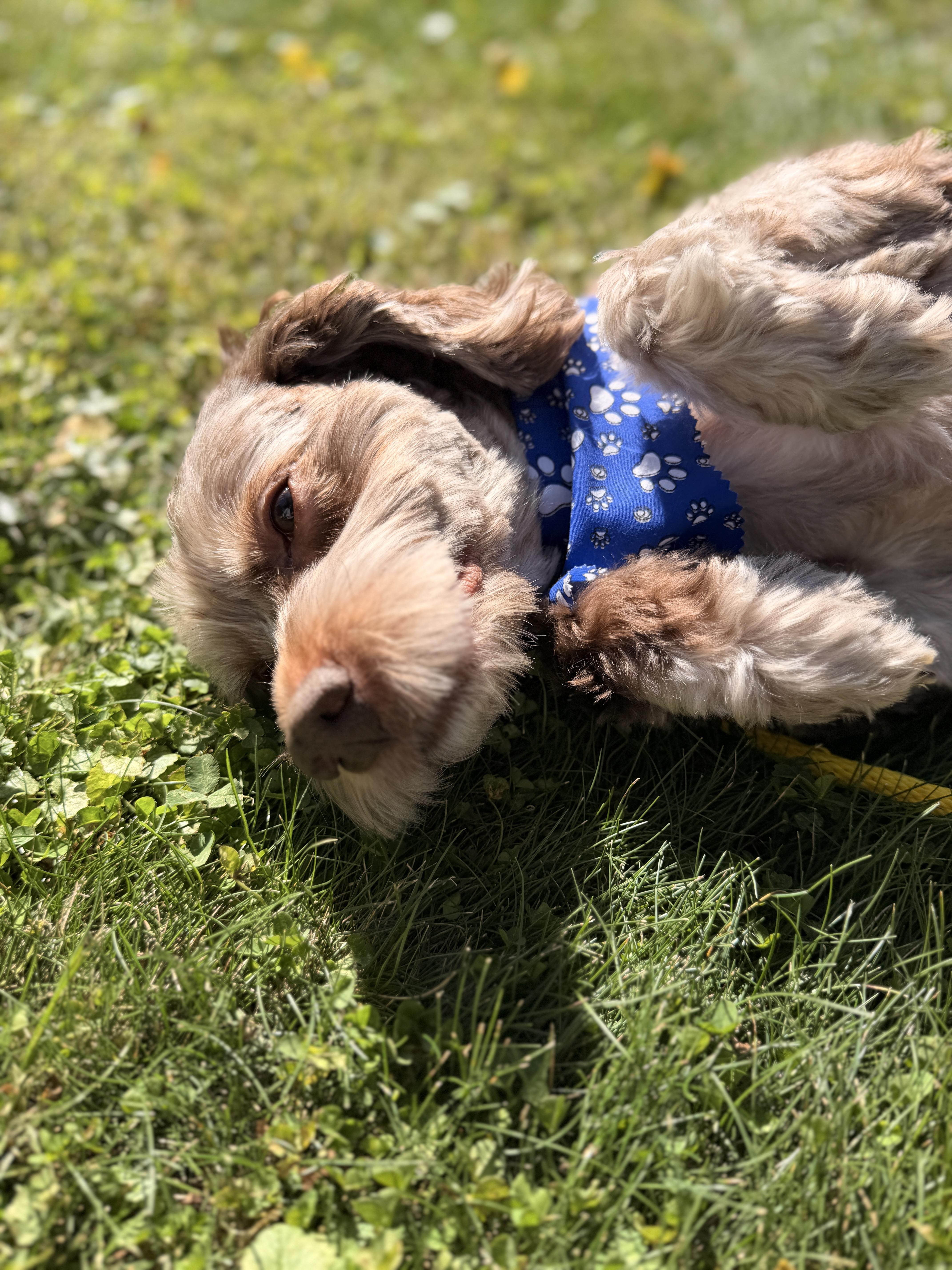 Enlarge Remi, a Adoptable Cockapoo in Thornwood, NY image 6/6
