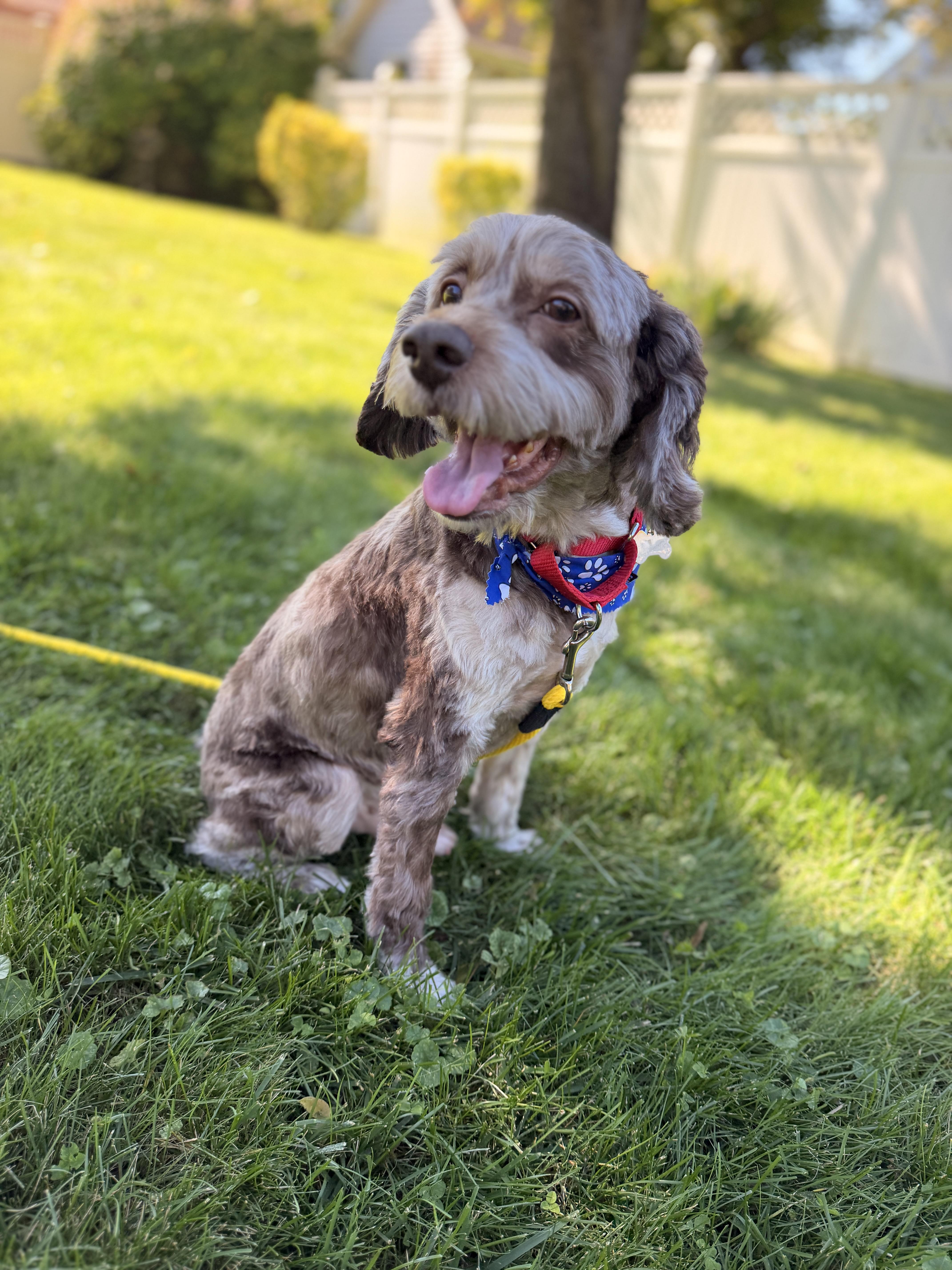 Enlarge Remi, a Adoptable Cockapoo in Thornwood, NY image 2/6