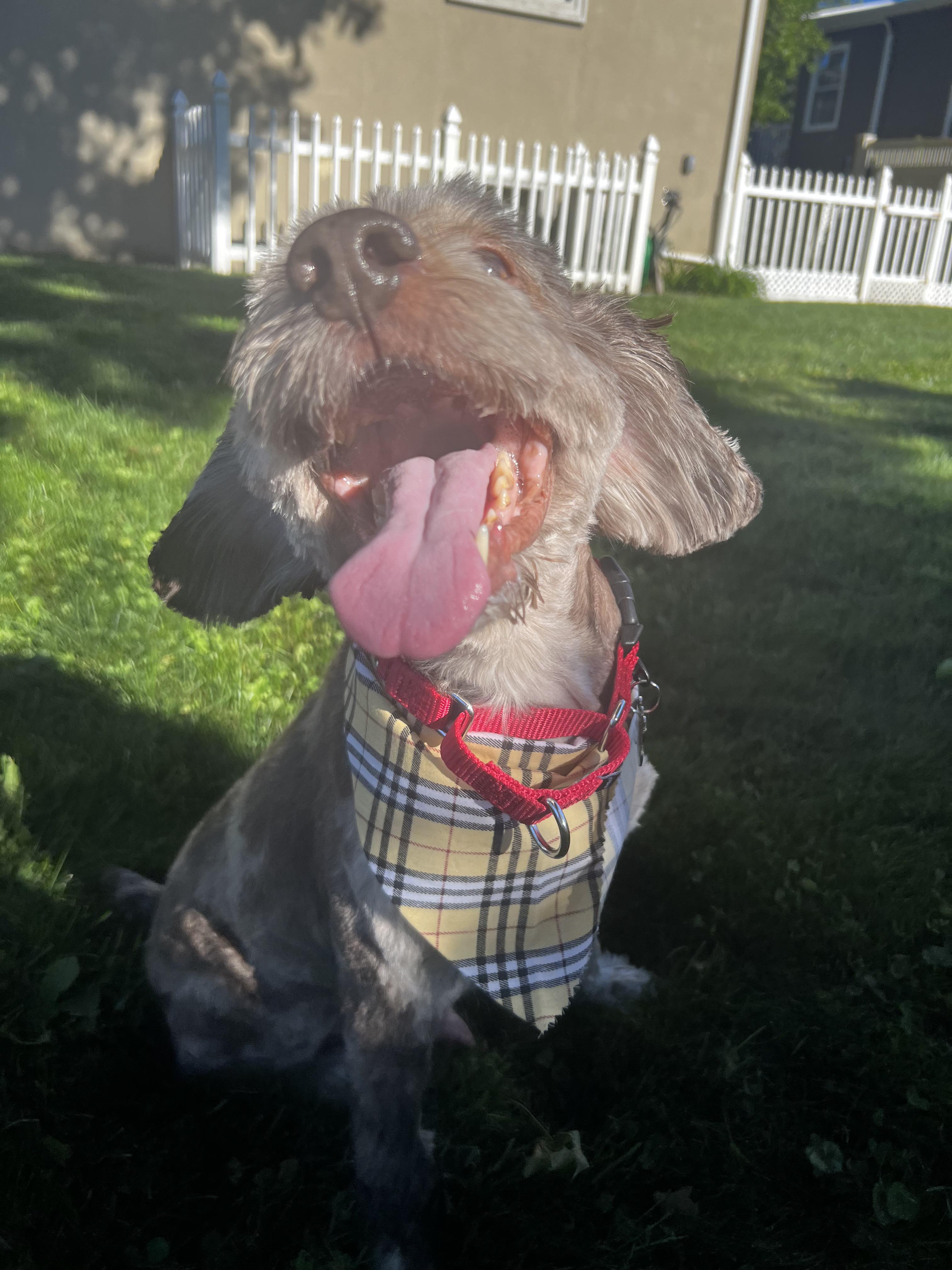 Enlarge Remi, a Adoptable Cockapoo in Thornwood, NY image 5/6