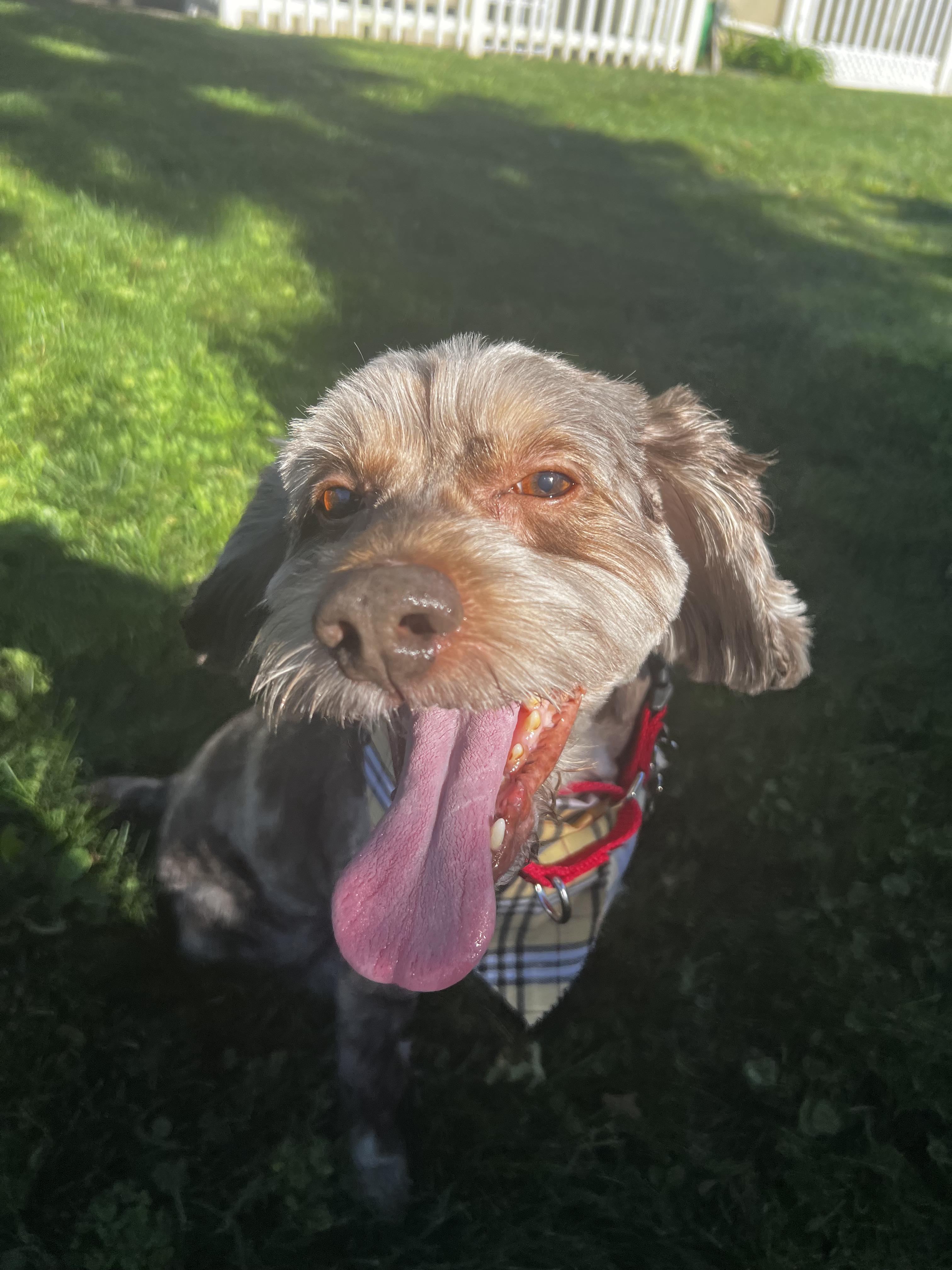 Enlarge Remi, a Adoptable Cockapoo in Thornwood, NY image 6/6
