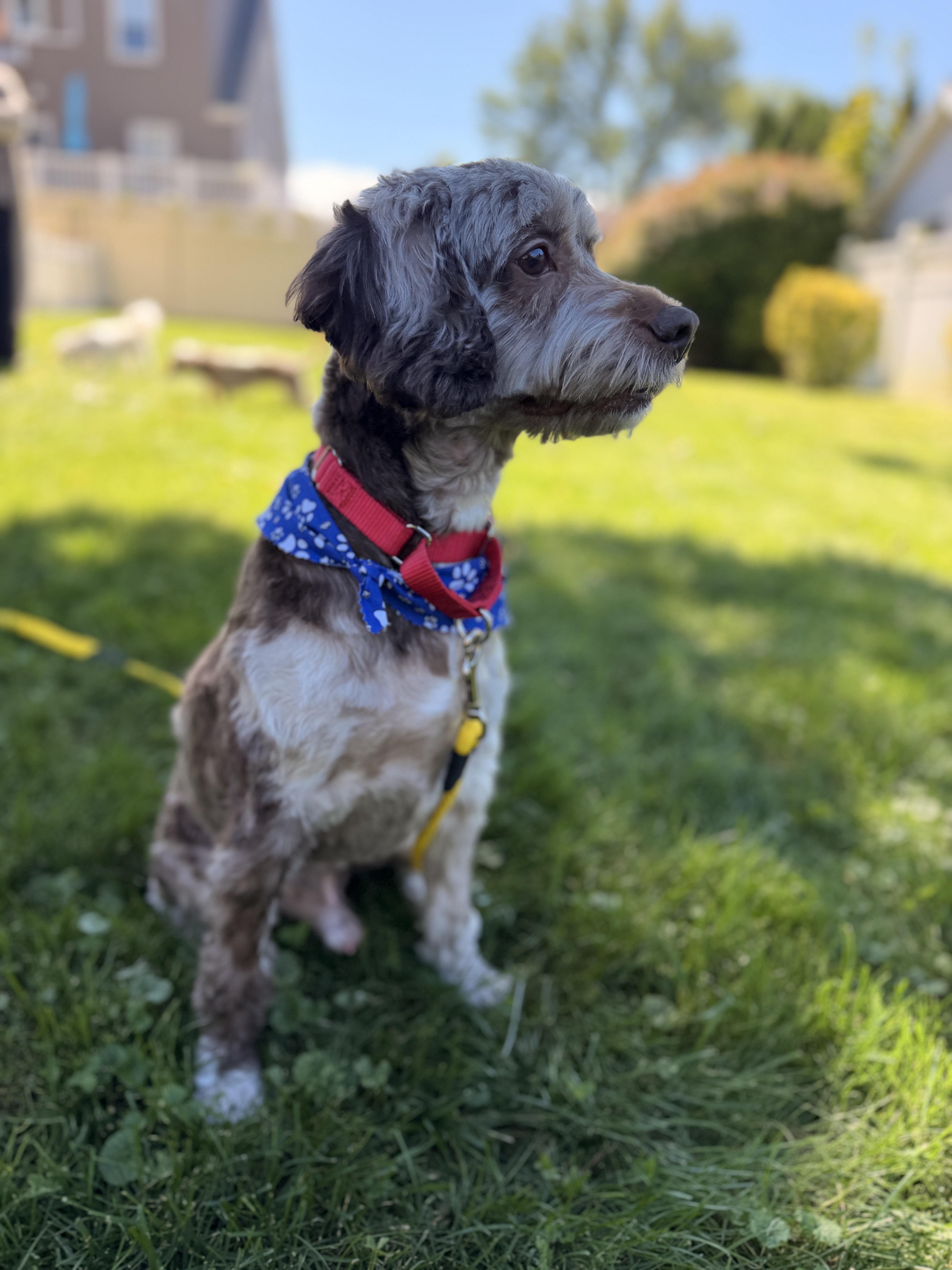 Enlarge Remi, a Adoptable Cockapoo in Thornwood, NY image 1/6