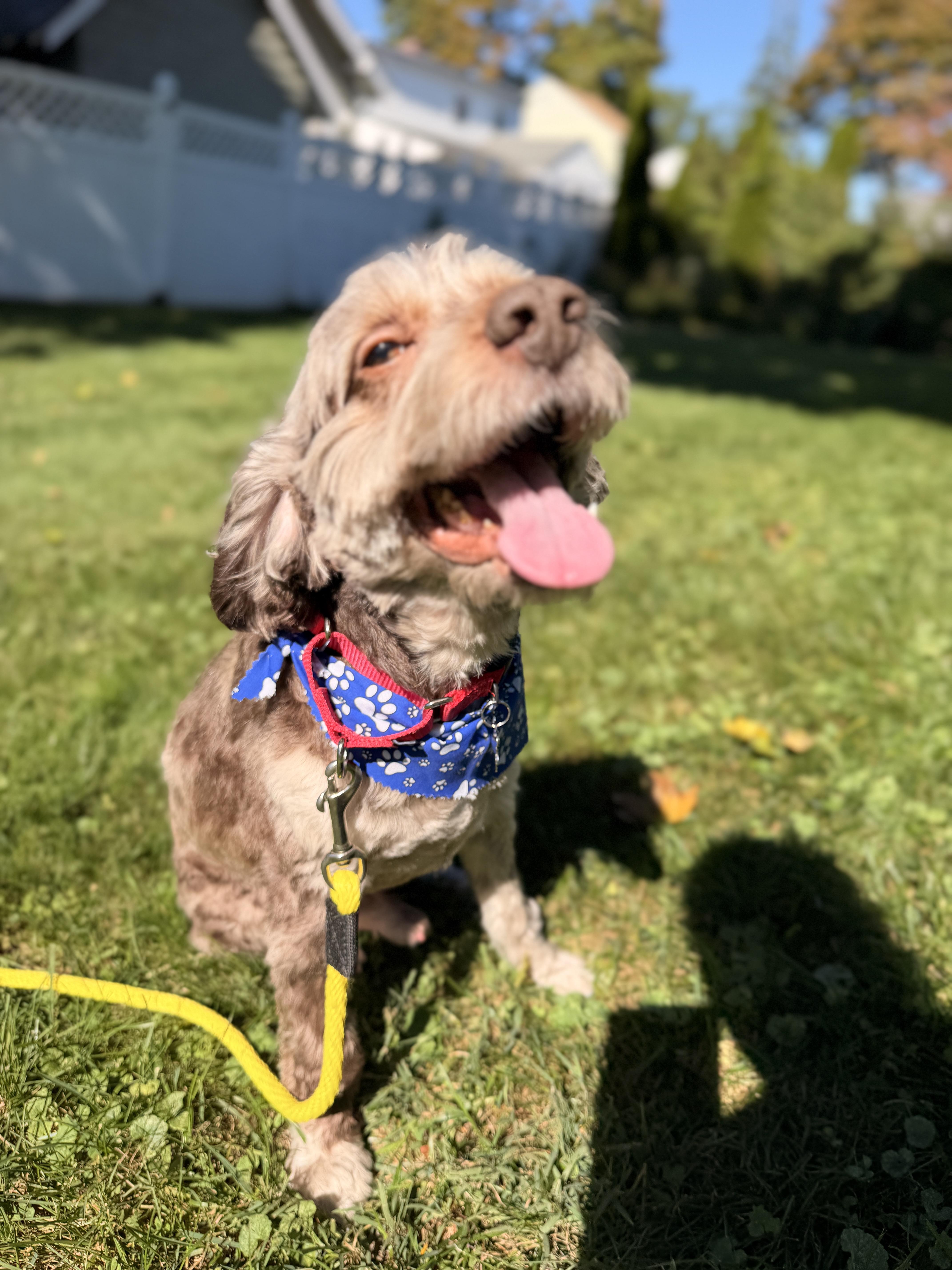 Enlarge Remi, a Adoptable Cockapoo in Thornwood, NY image 4/6