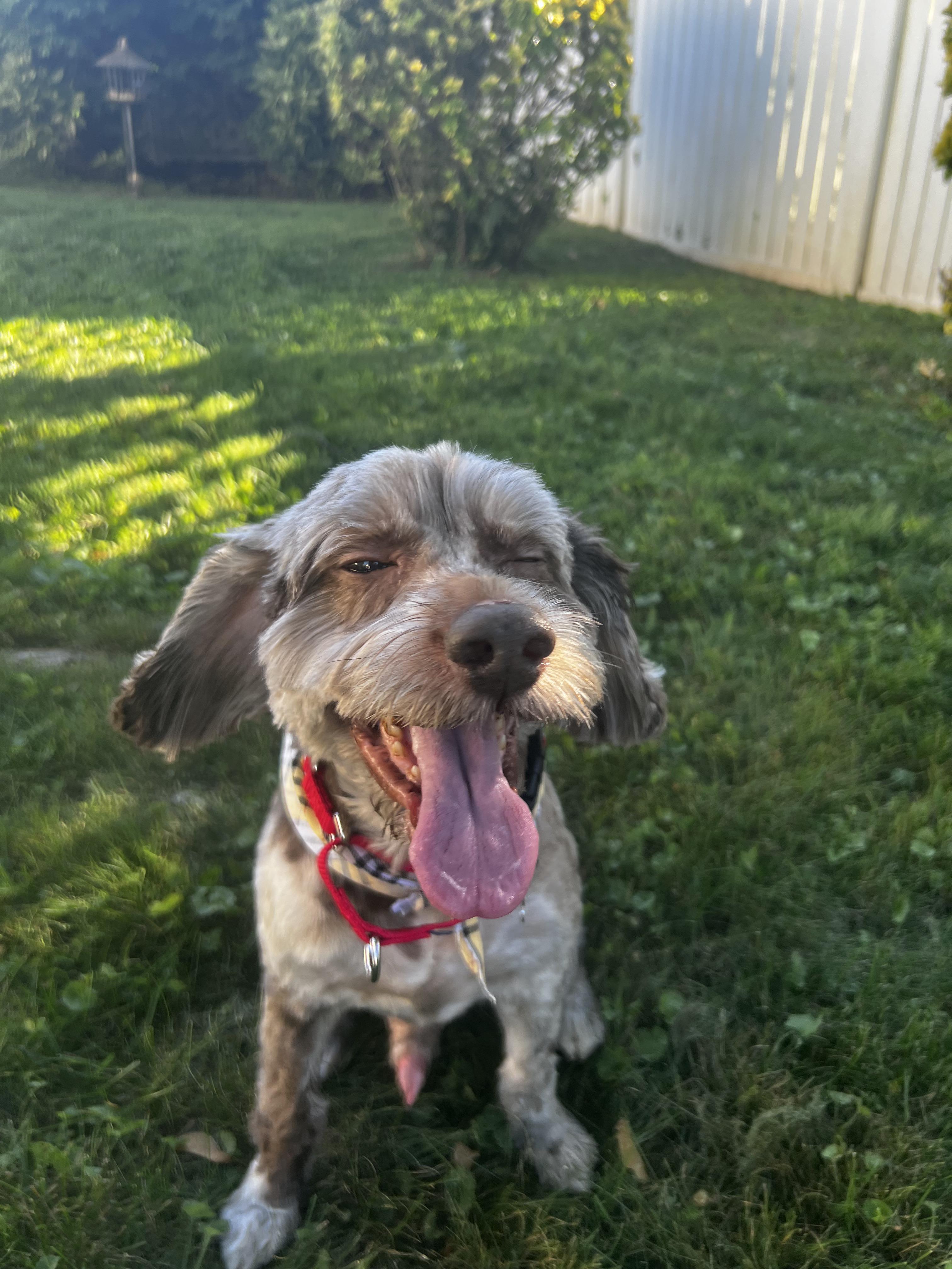 Enlarge Remi, a Adoptable Cockapoo in Thornwood, NY image 4/6