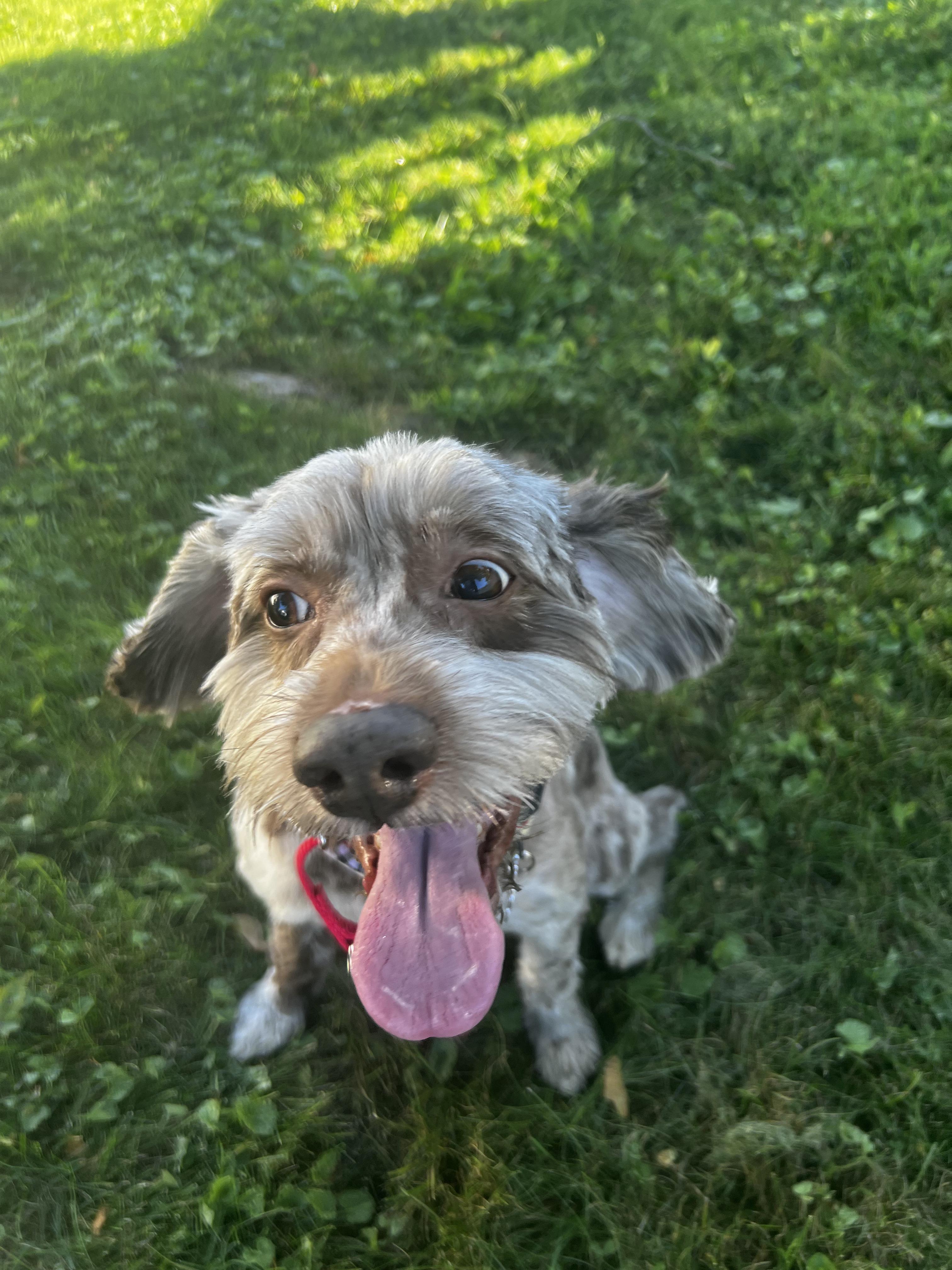 Enlarge Remi, a Adoptable Cockapoo in Thornwood, NY image 3/6