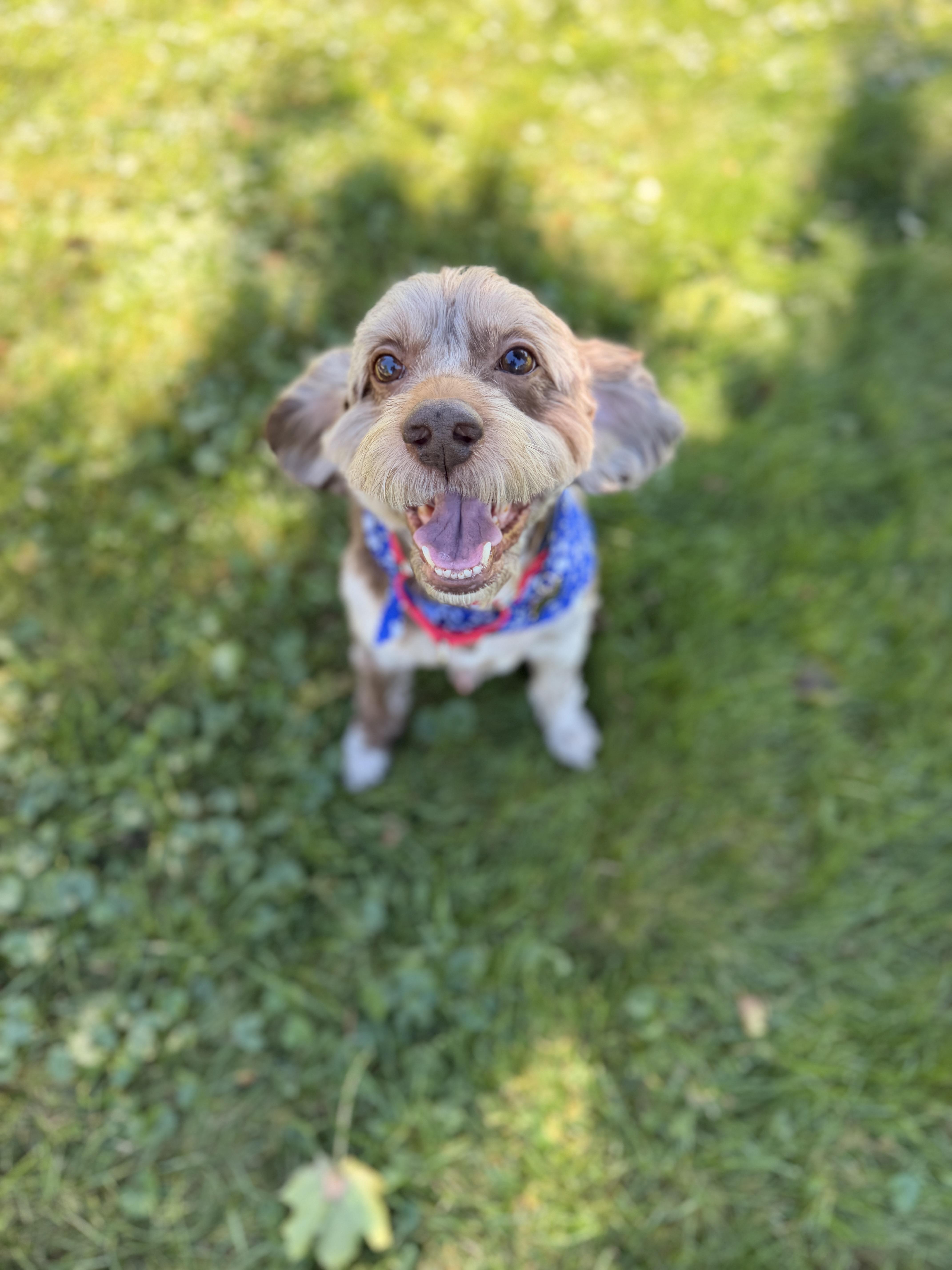 Enlarge Remi, a Adoptable Cockapoo in Thornwood, NY image 3/6