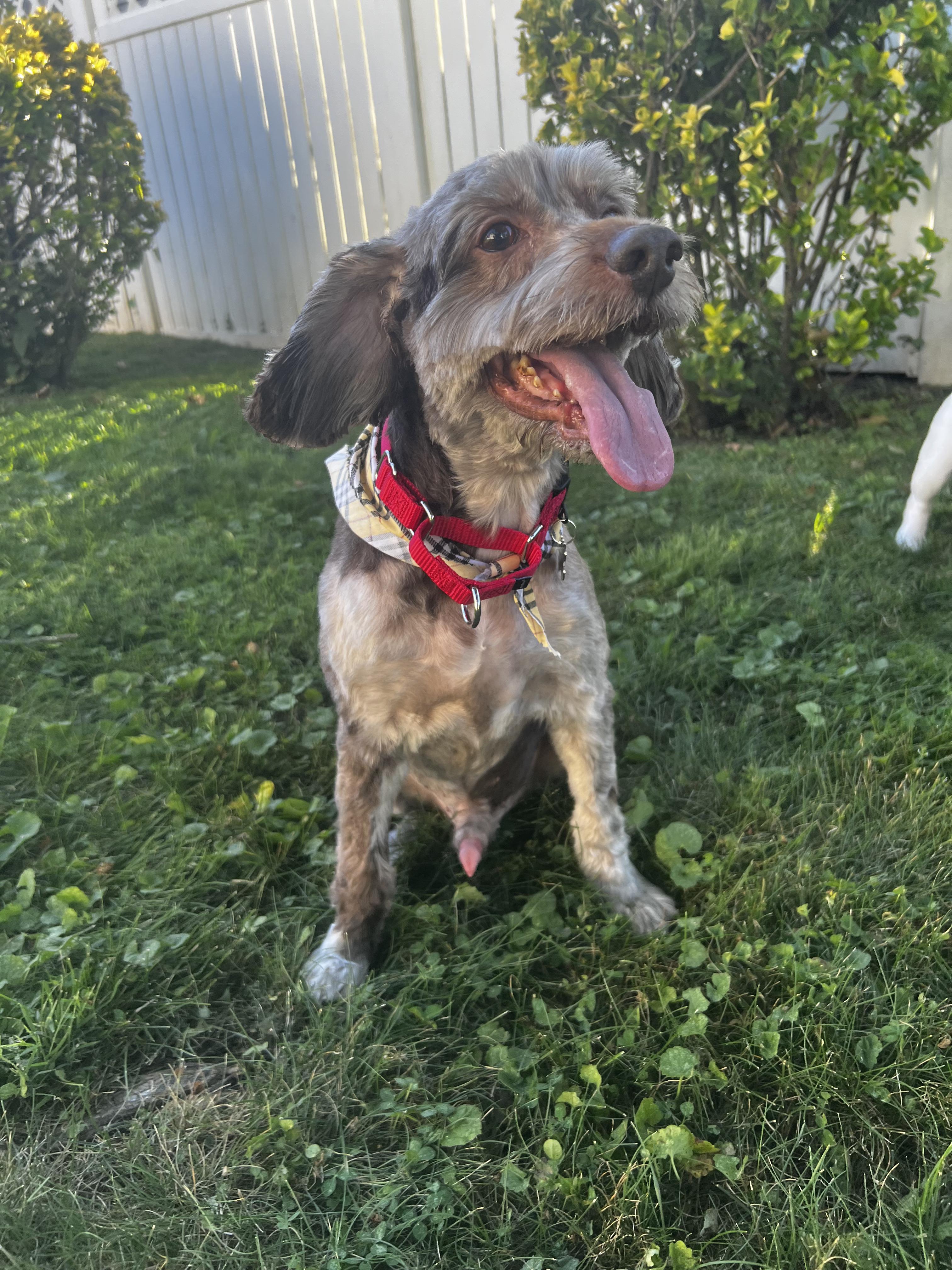 Enlarge Remi, a Adoptable Cockapoo in Thornwood, NY image 1/6