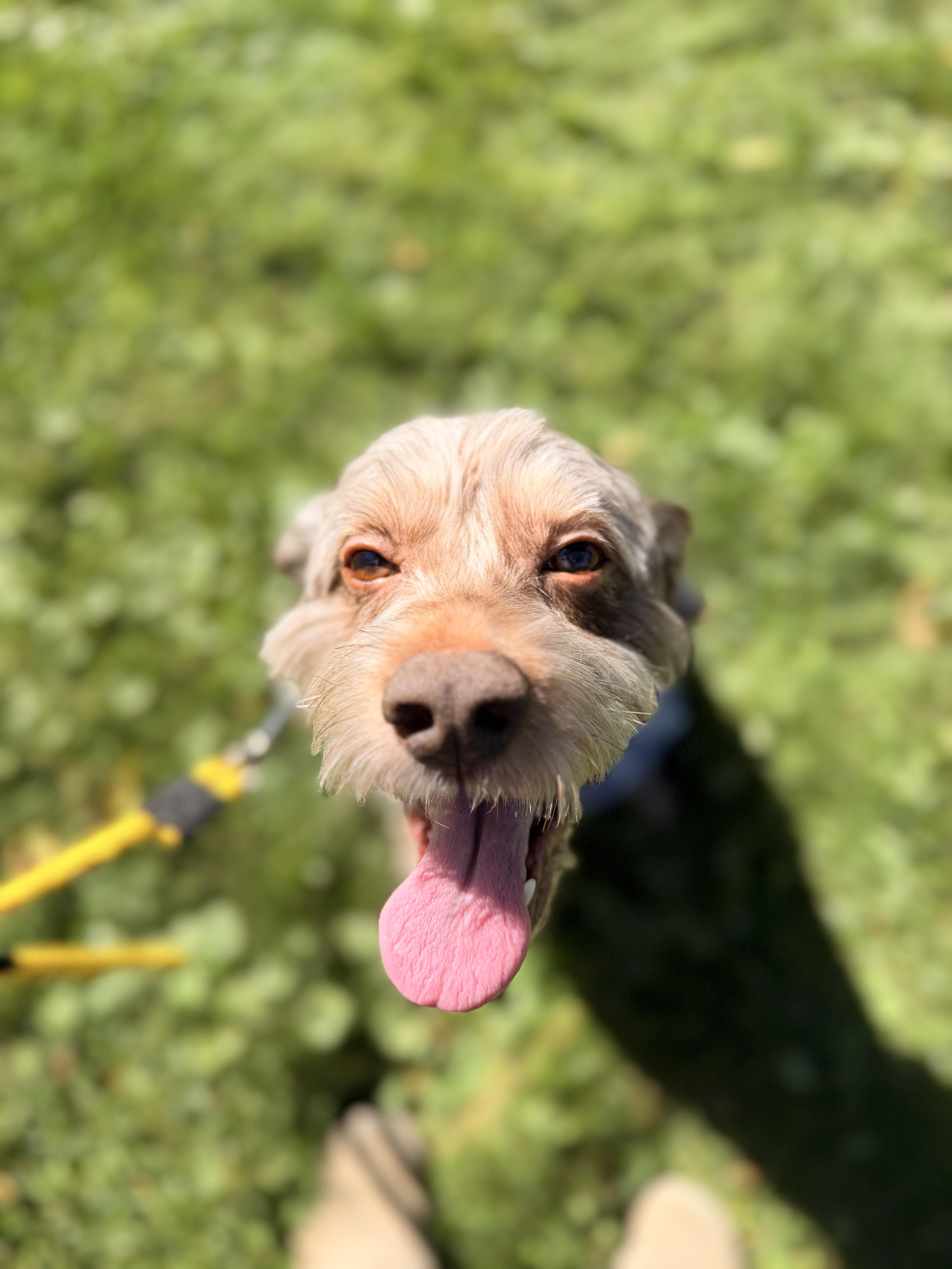 Enlarge Remi, a Adoptable Cockapoo in Thornwood, NY image 5/6