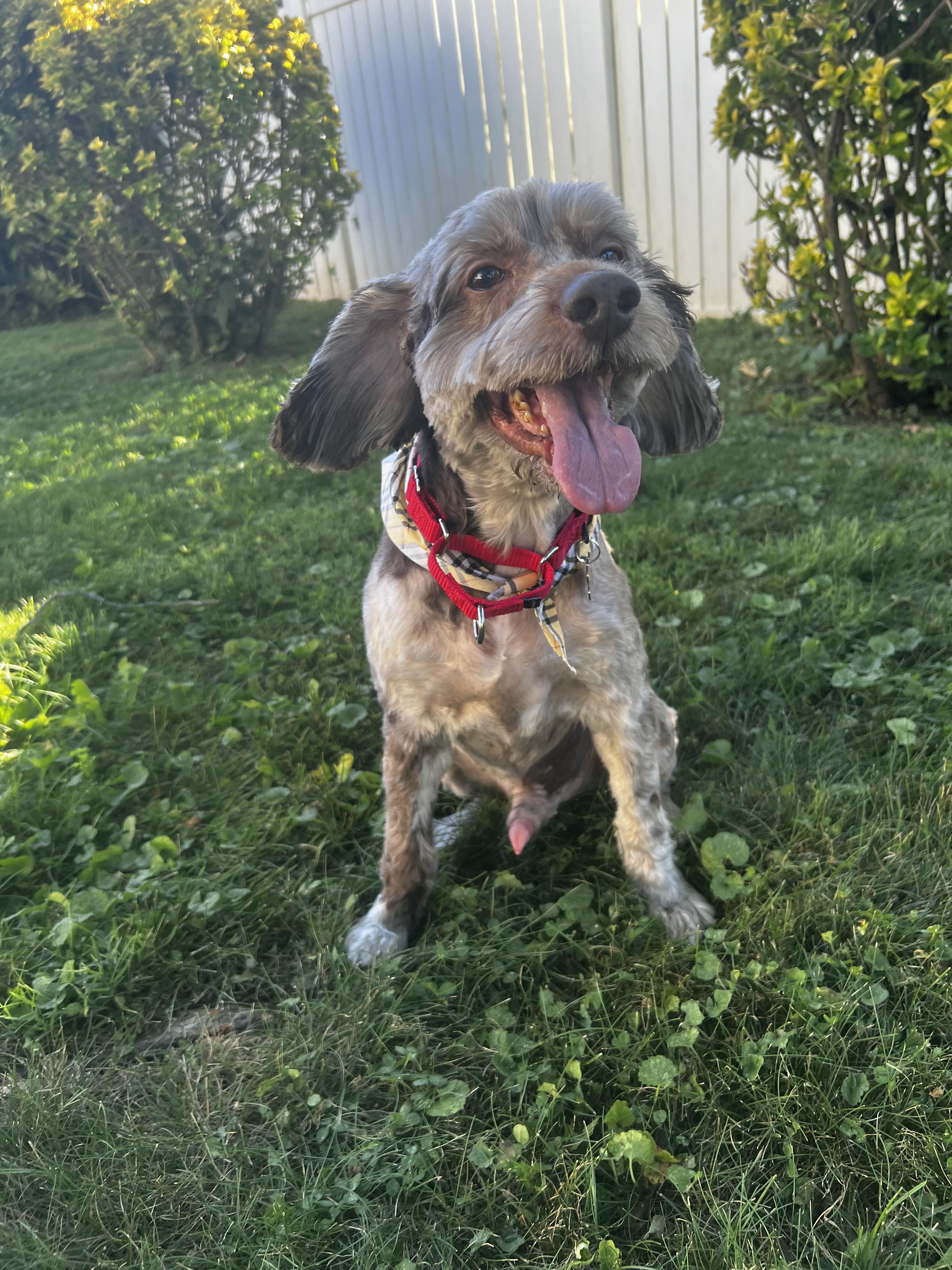 Enlarge Remi, a Adoptable Cockapoo in Thornwood, NY image 2/6