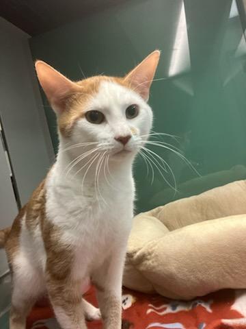 Enlarge Remex, a ADOPTABLE Domestic Short Hair in Suffolk, VA image 1/2