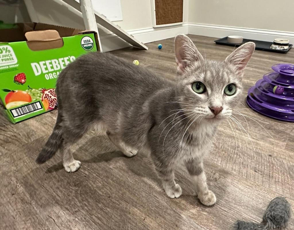 Enlarge Calabaza, a Adoptable mixed breed in Cincinnati, OH image 1/1